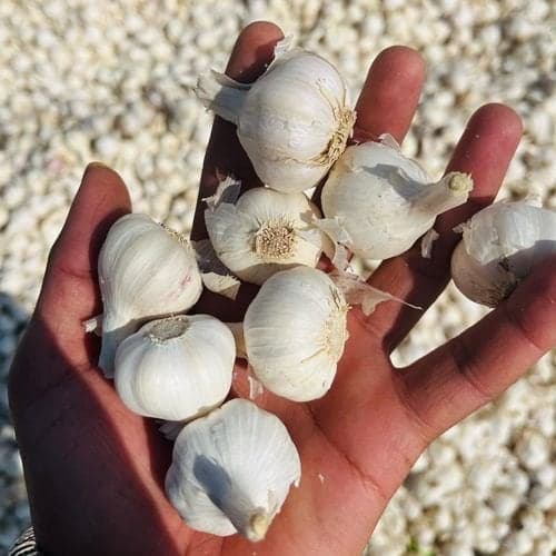 AA white garlic bulbs, 27–32 mm